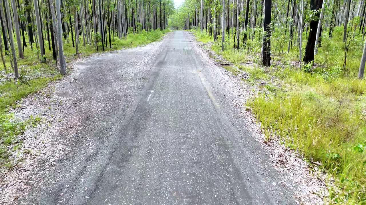 A smooth camera movement advances down a quiet forest path bordered by tall trees and lush greenery under soft, natural daylight