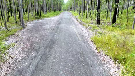 a smooth camera movement advances down a quiet forest path bordered by tall trees and lush greenery under soft, natural daylight