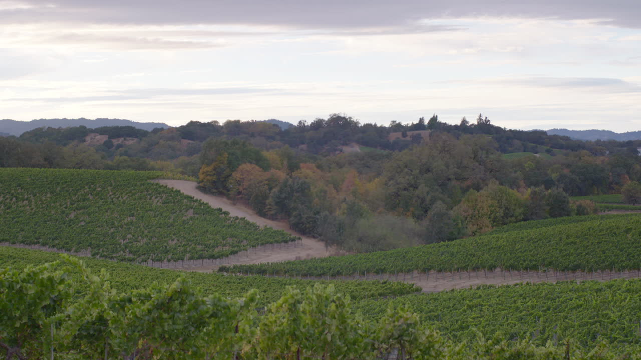 Scenic Vineyard Landscape