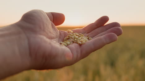 the farmer's male hand with grain rises from the wheat field up to the sun. harvest and organic farming concept