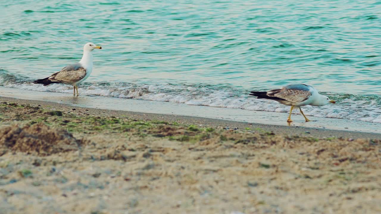 Gulls are walking on the sand and drinking water from the sea on a hot summer day. Seascape. Slow motion
