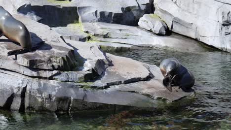 león marino subiendo a la roca en verano
