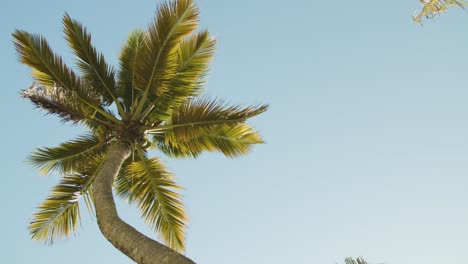 Green-palm-tree-looking-into-the-sky