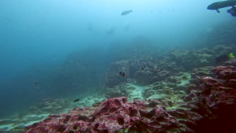 aquatic-shot-of-diver-exploring