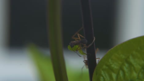 fire ant carrying a cutted piece of green bush leaf