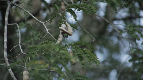 Vaina-De-Fruta-De-Tamarindos-En-El-árbol.-Acercarse