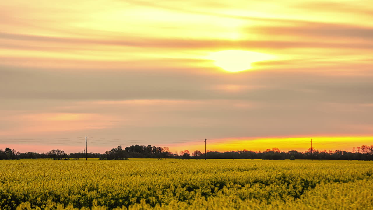 피는 카놀라 유채밭 위에 아름다운 일몰 하늘