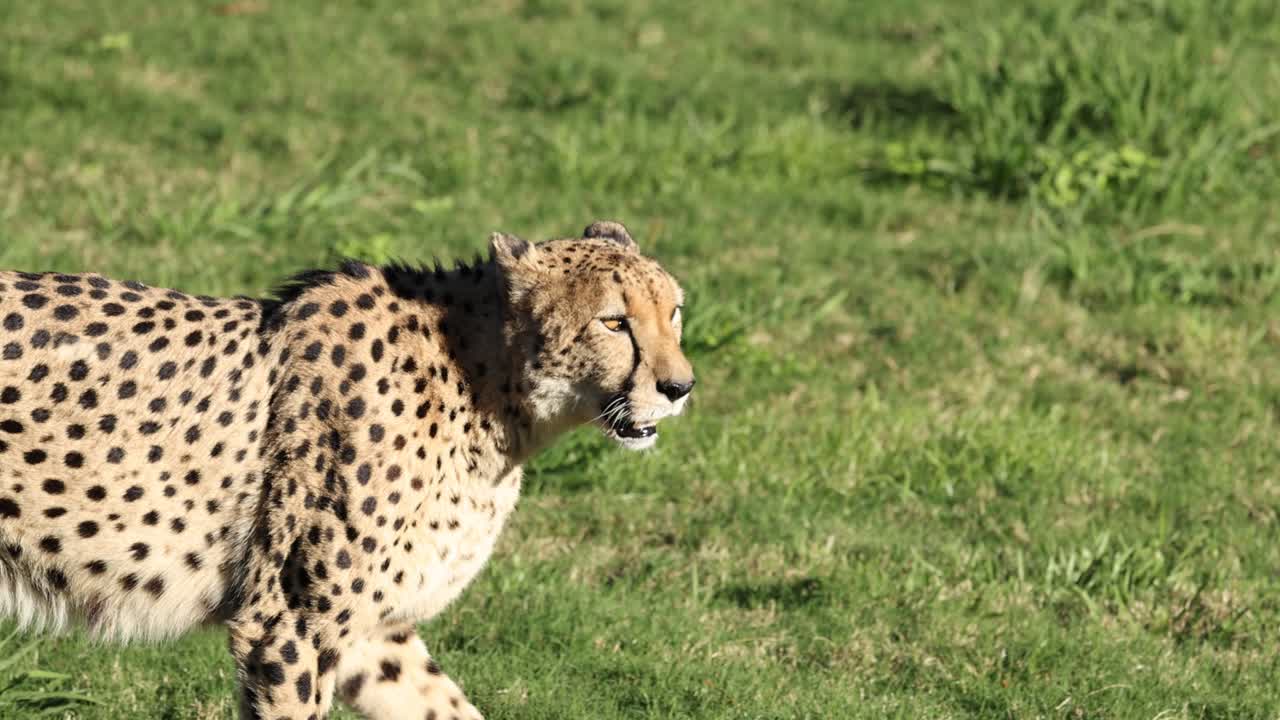 el guepardo caminando por la hierba en el zoológico de australia