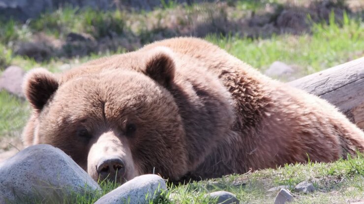 Sleepy adult Grizzly Bear relaxes for nap in open, warm, sunny meadow