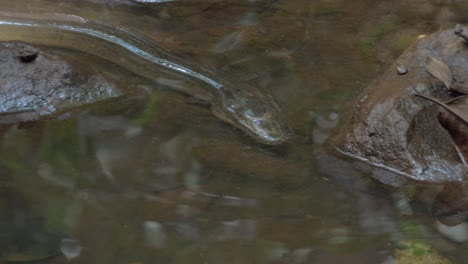 freshwater eel swimming on shallow waters of emmagen creek in cape tribulation, queensland, australia