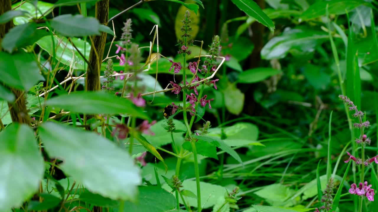 Bumblebee collecting pollen from purple wild flowers in forest of New Zealand Aotearoa