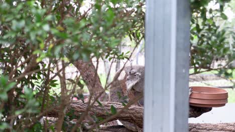australian koala sleeping in a tree in captivity
