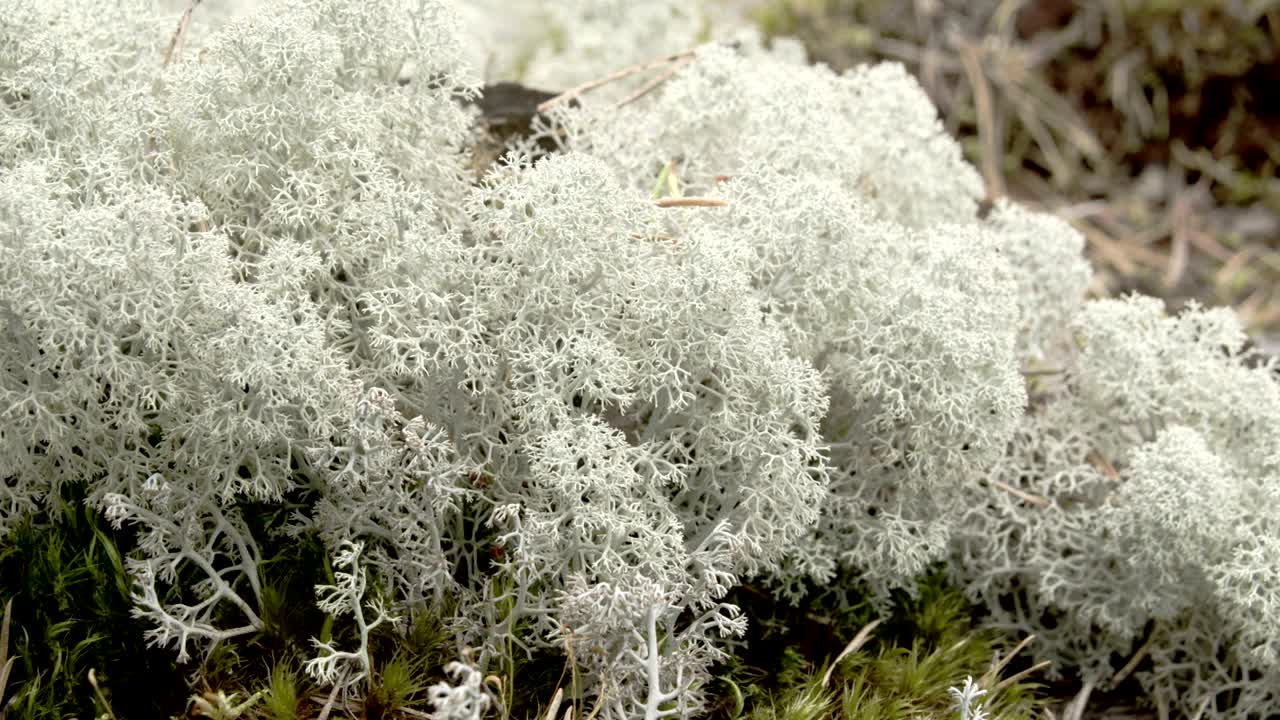 The cotton balls like cup lichen sprouting in the forest FS700 Odyssey 7Q 4K