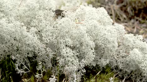 the cotton balls like cup lichen sprouting in the forest fs700 odyssey 7q 4k