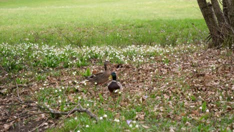 Statische-Aufnahme-Von-Enten,-Die-Zwischen-Den-Glockenblumen-Herumlaufen-Und-Nach-Nahrung-Suchen