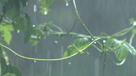 Fuertes-Lluvias-Caen-Sobre-Hojas-De-Vid-En-Tormenta