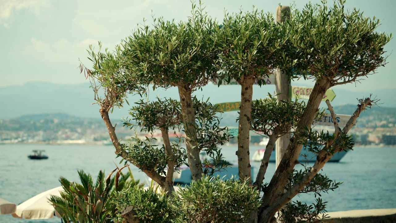 Olivo enmarcando una vista del mar Mediterráneo con edificios de la ciudad, un barco y un poste indicador de direcciones.