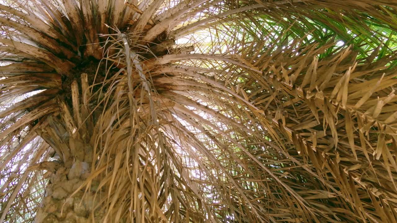 A close-up view of palm tree fronds showcasing their intricate texture and movement in a warm desert oasis.