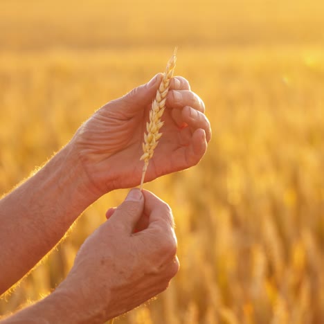 man hands hold a ripe wheat spike. farmer's elderly hands touching spikelets of yellow ripe wheat on golden field background at sunset. agriculture.