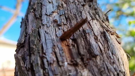 close up of old tree bark detail texture background on a sunny day