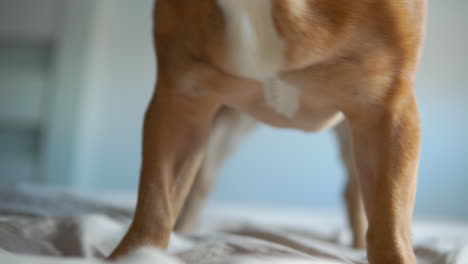 Feisty-playful-french-bulldog-biting-tennis-ball-on-bed