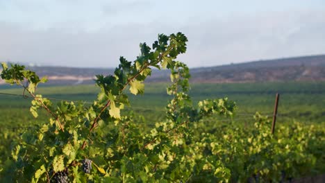 growing vines in a vineyard, slowly moving under a gentle wind at sunset