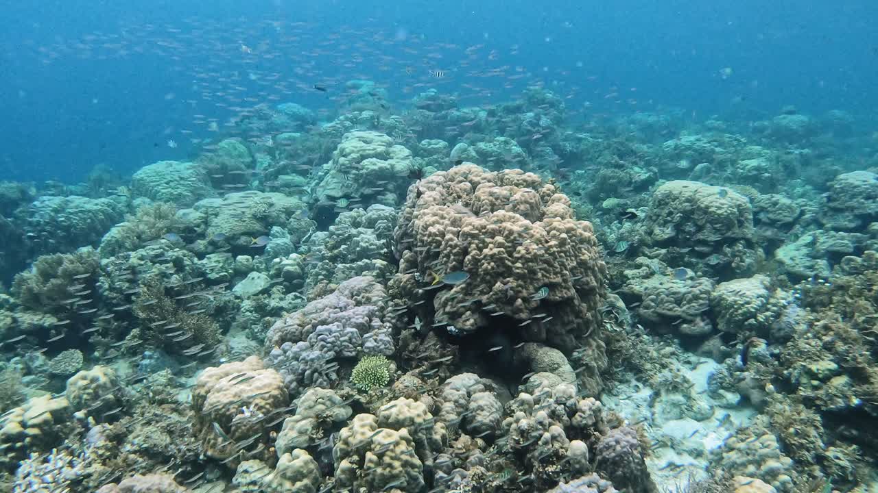 Vibrant Underwater Coral Reef with Diverse Marine Life