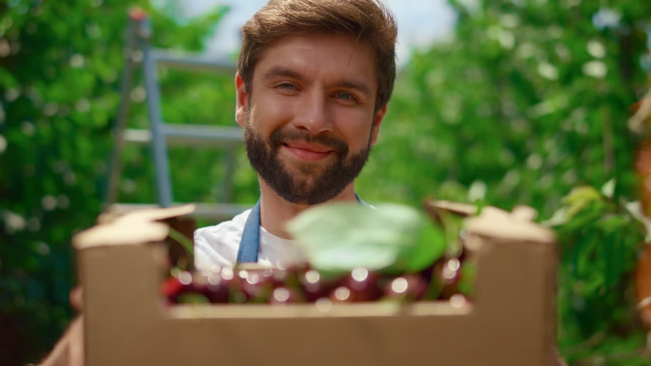 Happy farmer looking camera with cherry fruit basket in summer garden plantation