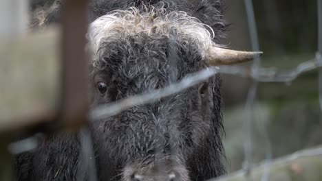 Slow-motion-of-musk-ox-calf-looking-sad-behind-fence-at-a-Scandinavian-zoo-in-Sweden