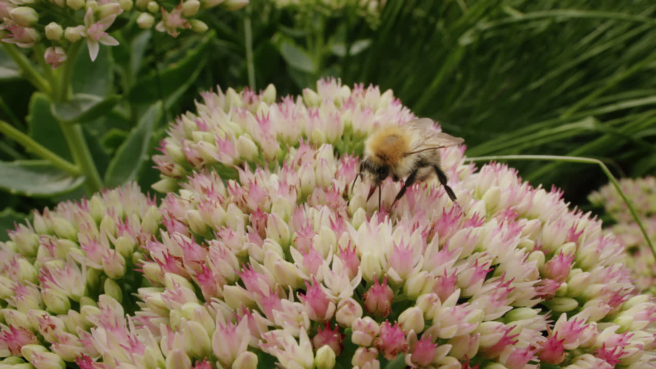 abeja en busca de néctar en la flor de la cosecha de piedra en un día soleado en verano en el jardín del parque