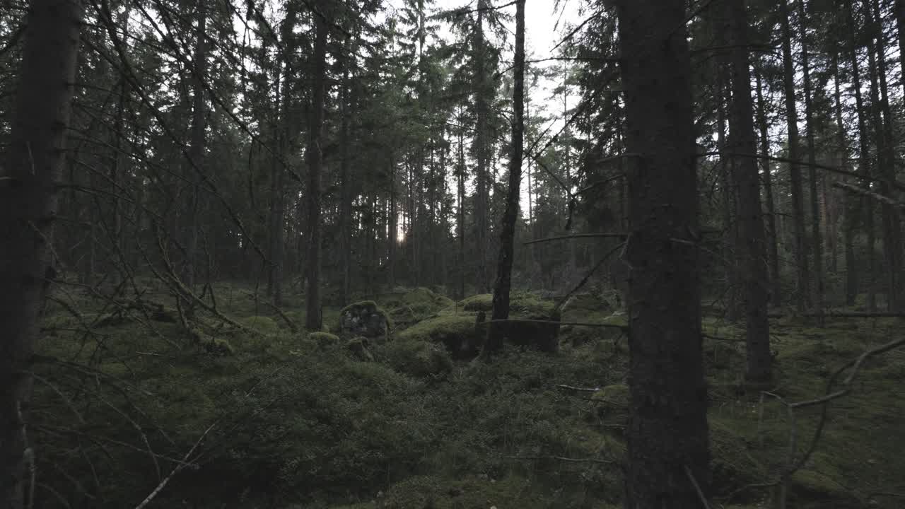 Mystical dark forest with mossy stones and ground