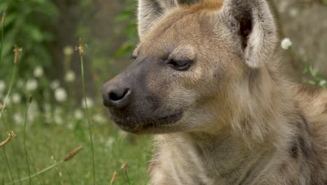 Close-up-front-view-of-a-beautiful-Hyena-surrounded-by-green-foliage-in-northeast-Africa