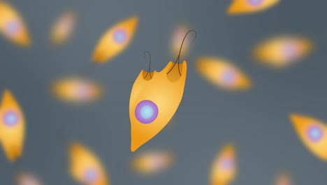animation of euglena cells dividing through fragmentation, featuring vibrant colors and smooth transitions over a 20-second duration