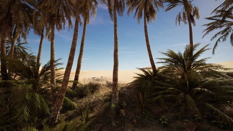 date palm plantation at sunset