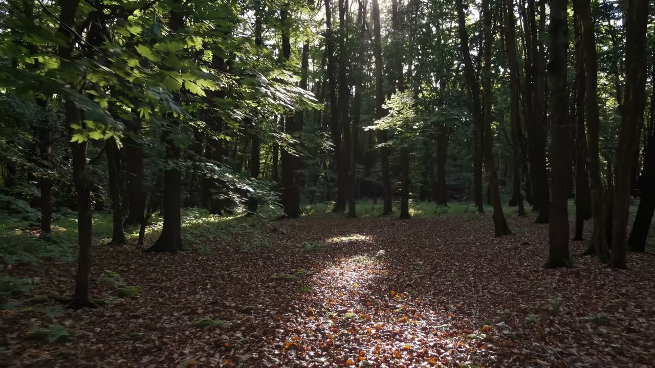 Luce solare che filtra attraverso una foresta