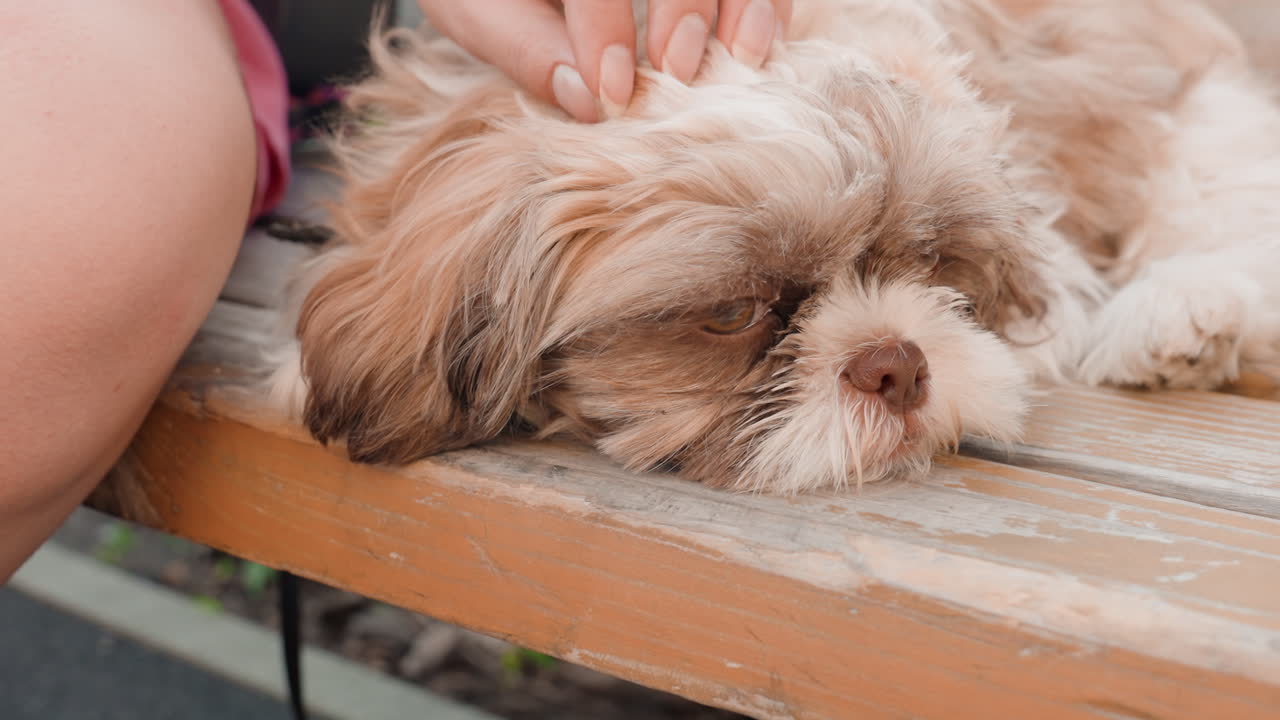 Dog Rests Peacefully, Relaxed Puppy Enjoying Outdoor Moment, Puppy Resting On Wood While Owner Gently Strokes Ear, Calm Dog Reclining With Head On Wooden Slat During Outdoor Bonding Session