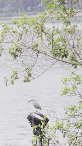bird observes surroundings from a tree branch