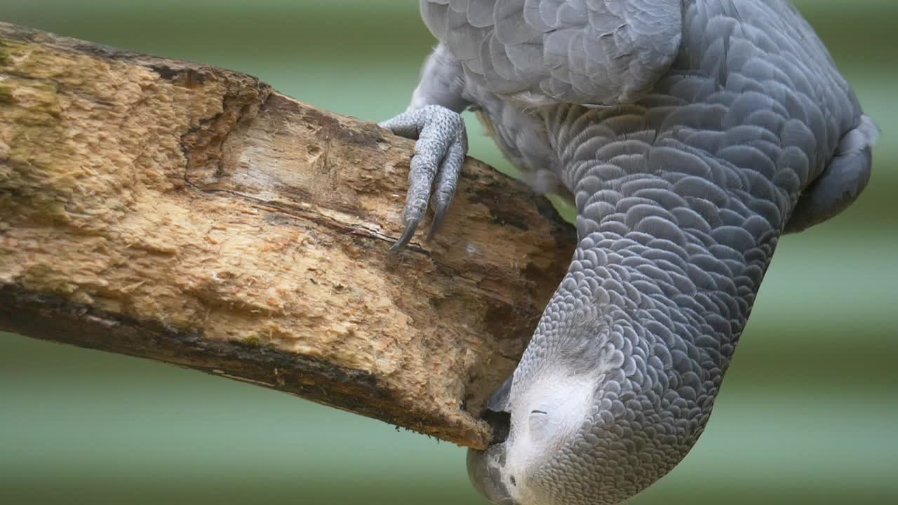 primer plano de un loro gris congo salvaje posado en una rama de madera en el desierto - comiendo madera al aire libre en la naturaleza