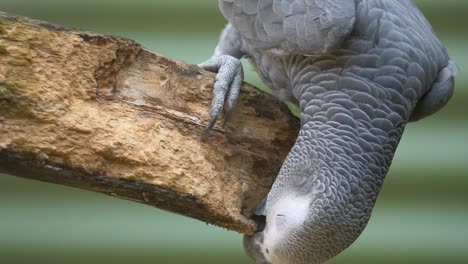 close up of wild congo grey parrot perched in wooden branch in wilderness - eating wood outdoors in nature