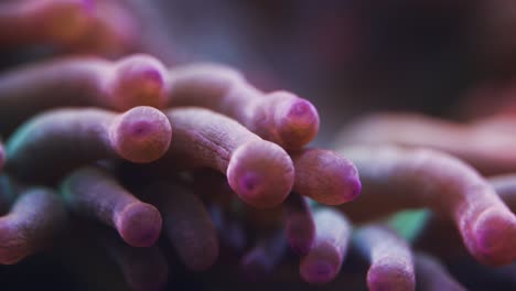 macro shot of anemone tentacles in saltwater aquarium