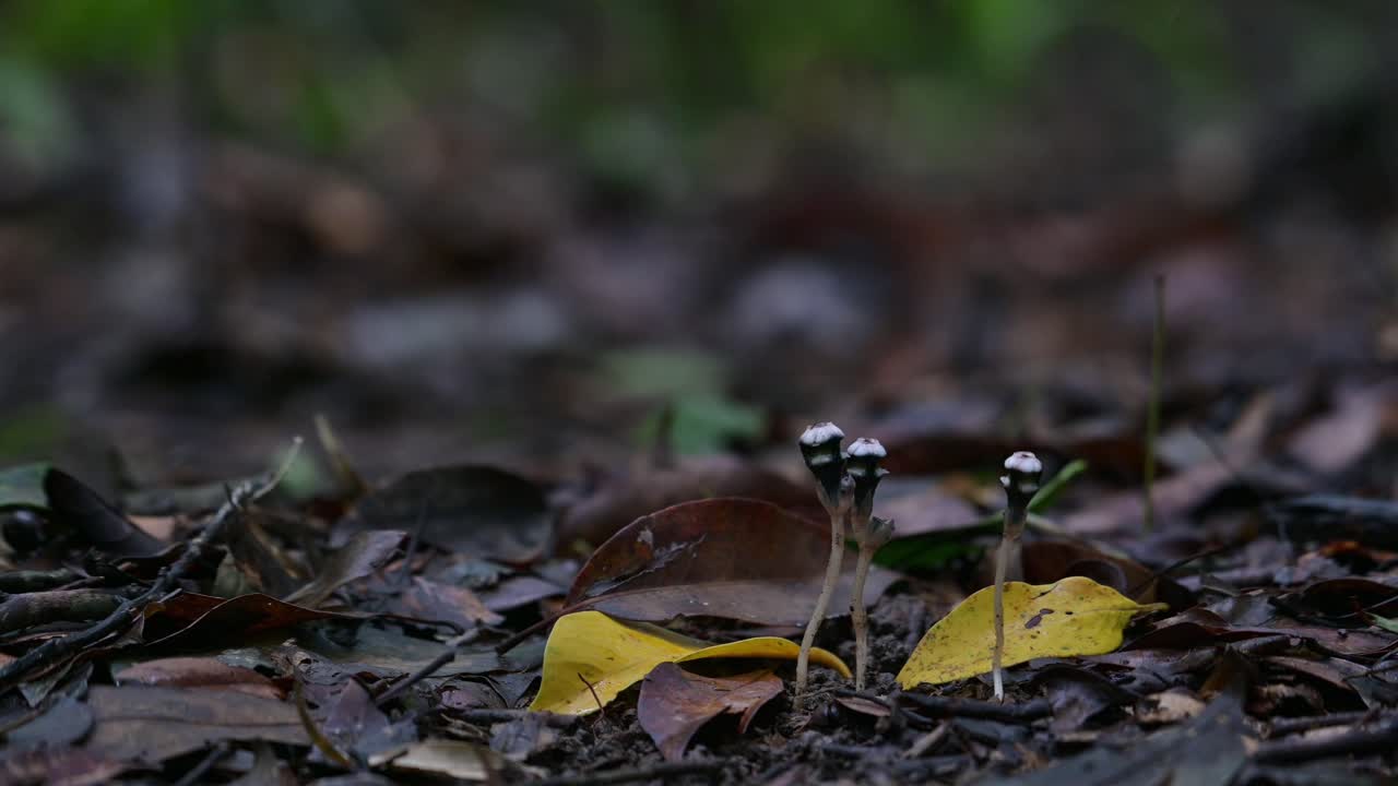 빛이 나무들을 가로지르며 태국의 카오야이 국립공원의 숲 바닥에 있는 세 개의 티스미아 미라빌리스 식물에 빛을 비추고 있다.