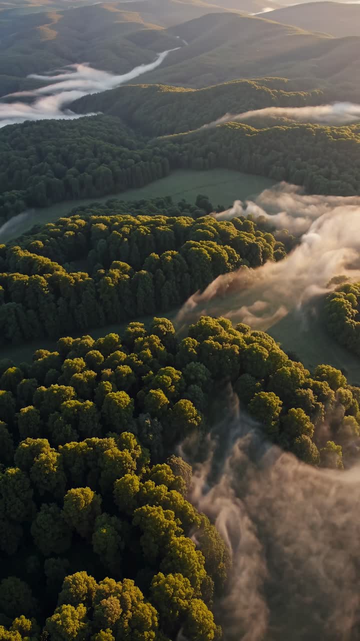 Aerial video captures lush green forests with mist weaving through, viewed from a high angle