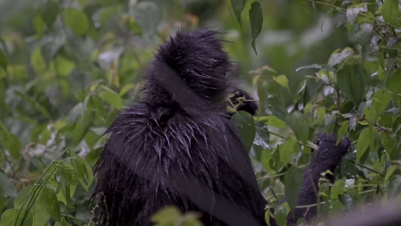 A spider monkey enjoys its meal high in the jungle canopy of Lake Atitlán