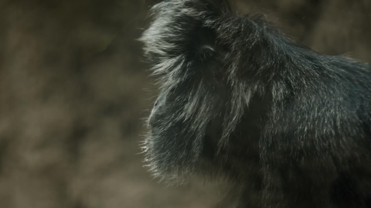 인도네시아 의 매우 조심스러운 검은 옷 을 입은 랑구르 원 ⁇ 이