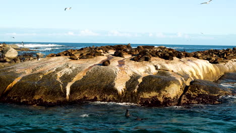 Focas-Tomando-El-Sol-En-Las-Rocas-Y-Retozando-En-Aguas-Poco-Profundas-Del-Atlántico