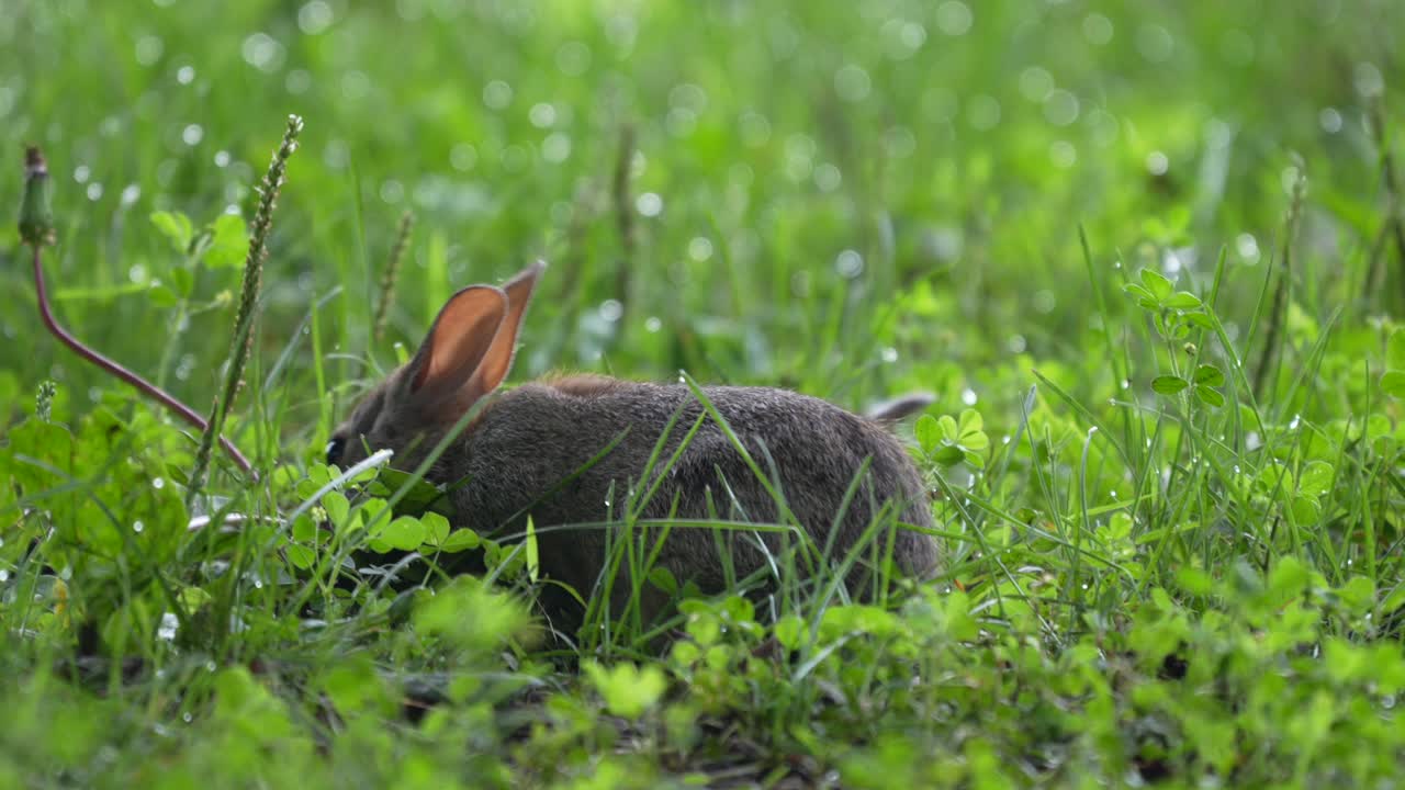 un joven conejo de cola de algodón buscando tallos de hierba de elección en la hierba de rocío en una mañana de verano y luego comiendo un diente de león