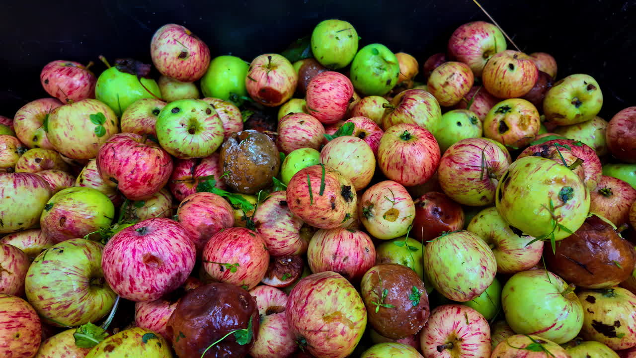 Pile of organic fresh plucked apples, mixture of bruised, rotting and overripe