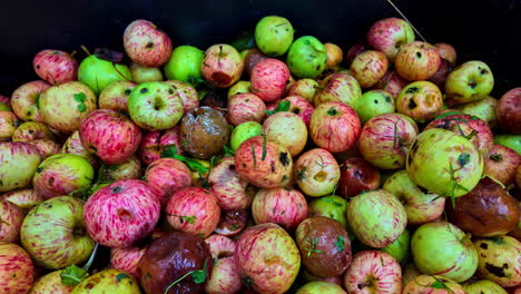 pile of organic fresh plucked apples, mixture of bruised, rotting and overripe