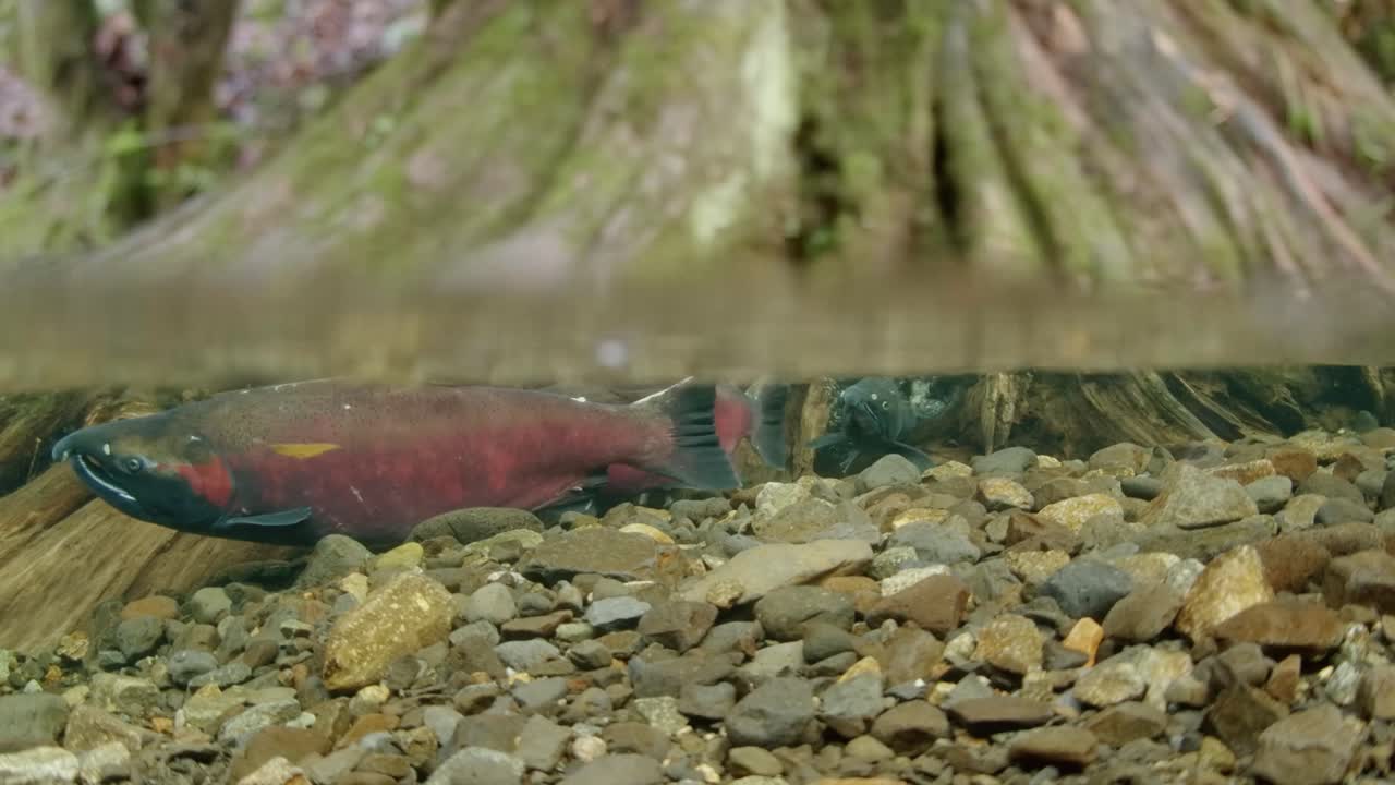 Coho salmon in a shallow creek in South British Columbia in Canada.