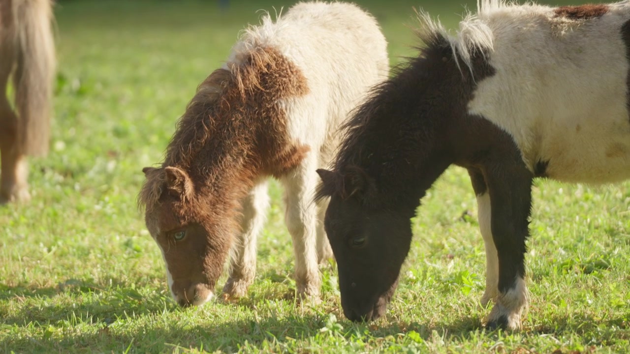 Dois pôneis fofos estão pastando em um prado verde exuberante, aproveitando o sol quente da tarde. A interação brincalhona deles adiciona charme ao cenário externo sereno.